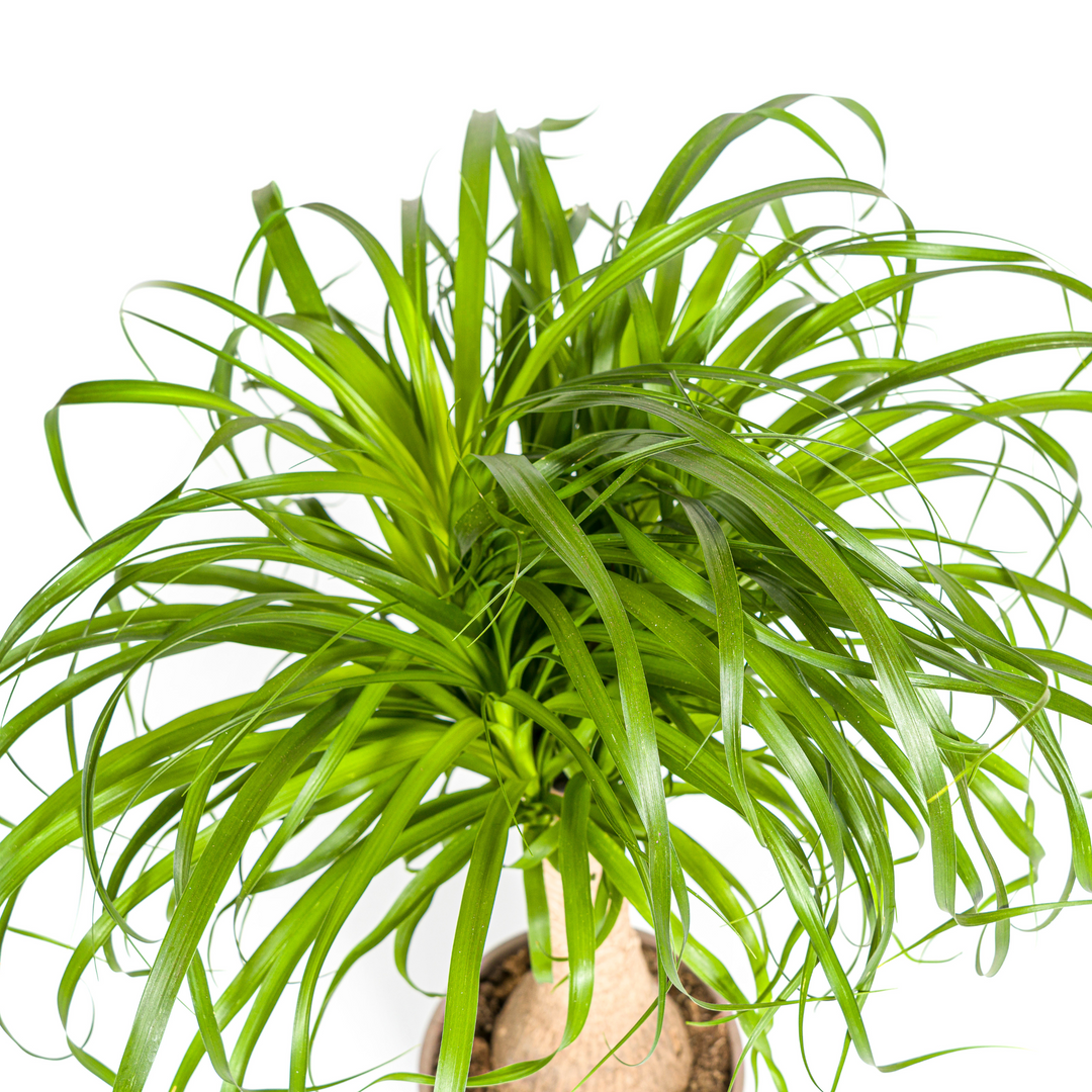 Beaucarnea Recurvata Stem 60-80cm — Ponytail Palm in 21cm pot, with basket