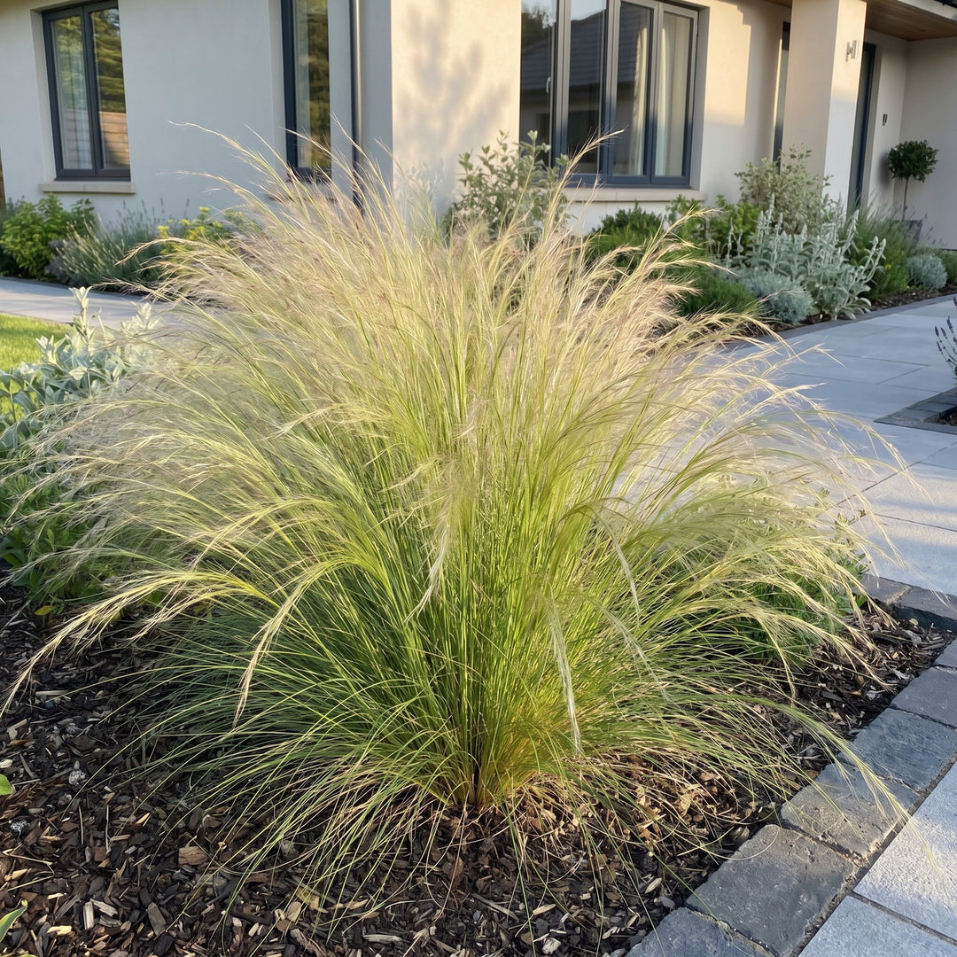 Pack of 24 Stipa tenuissima 'Ponytails' Mexican feather grass plants in 11cm pots - view 6