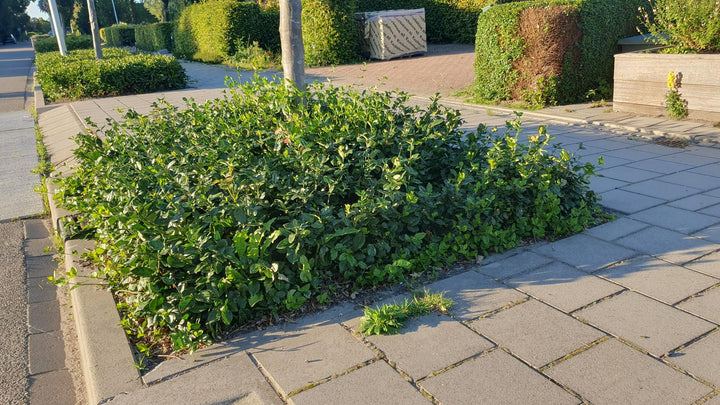 40x Purple Wintercreeper Euonymus fortunei 'Coloratus' 10-25cm