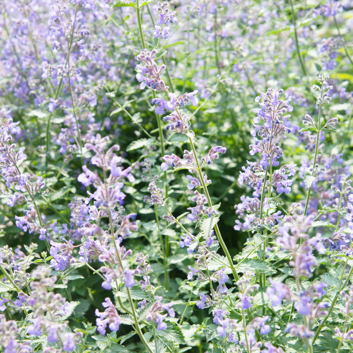 Catmint plants with purple-blue flowers on green stems and textured leaves, multiple specimens at 10-25cm height in 9cm pots