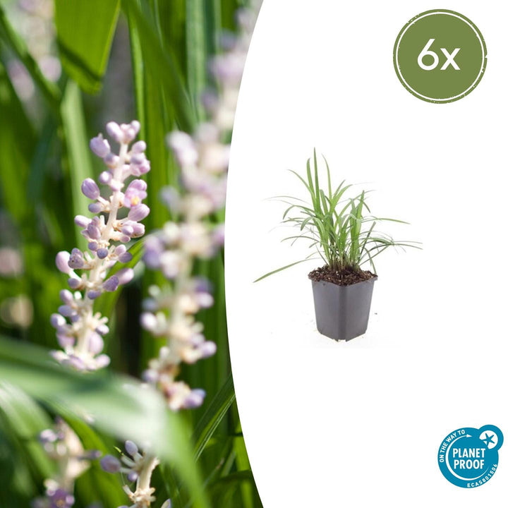 6x Liriope muscari 'Monroe White' - ↕10-25cm - Ø9cm