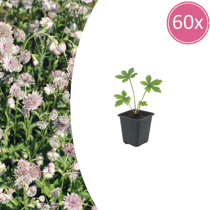 60x Astrantia major - ↕10-25cm - Ø9cm
