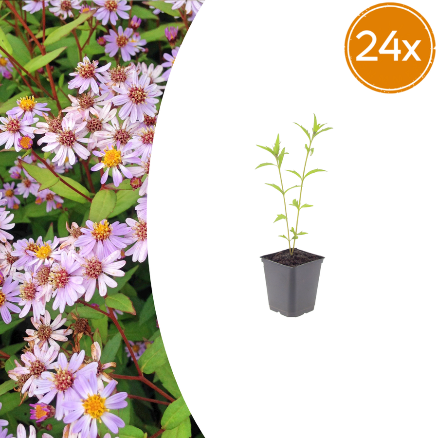 Young Kalimeris incisa 'Blue Star' plant with narrow green leaves in grey square pot, 10-25cm tall, shown as 24x pack