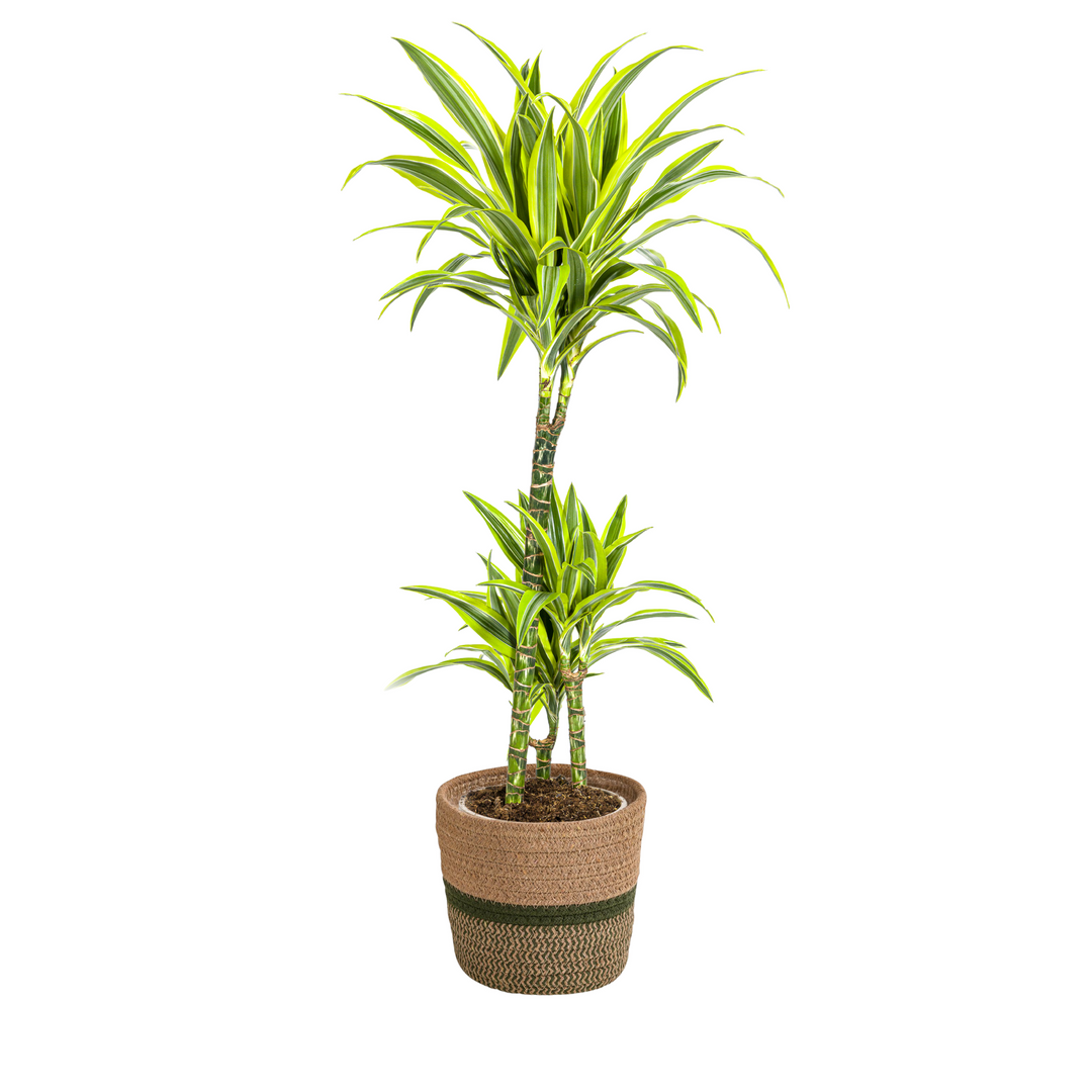 Dracaena Deremensis Lemon Lime 90-110cm — Dragon Tree in 21cm pot, with basket