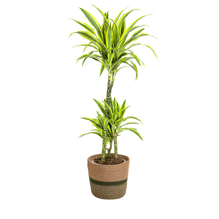 Dracaena Deremensis Lemon Lime 90-110cm — Dragon Tree in 21cm pot, with basket