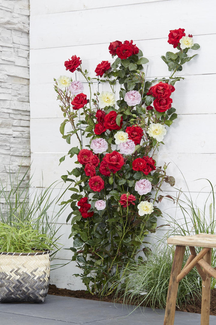 3x Rosa Crazy in Love Pink - Fragrant Pink Climbing Rose - Ø15cm - ↕65cm