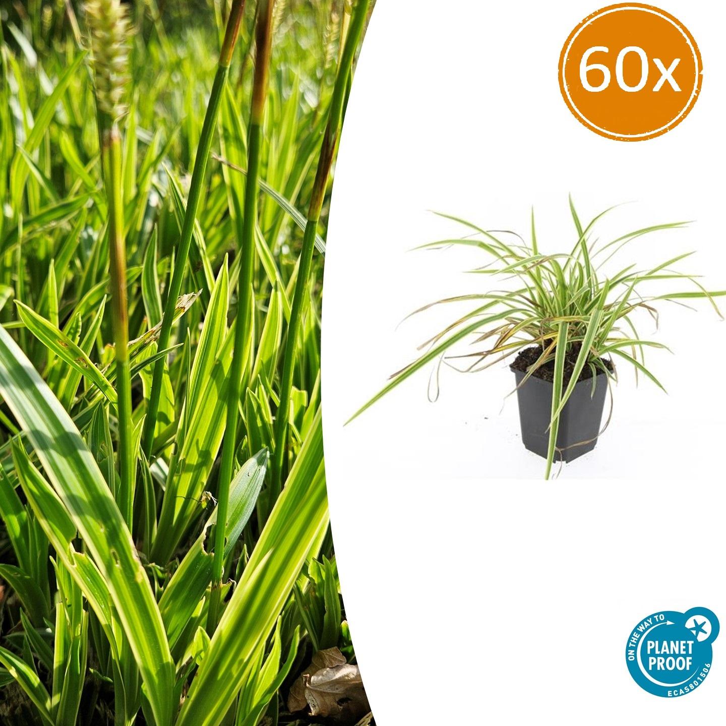 60x Carex Morrowii Aureovariegata Japanese Sedge | Grass | P