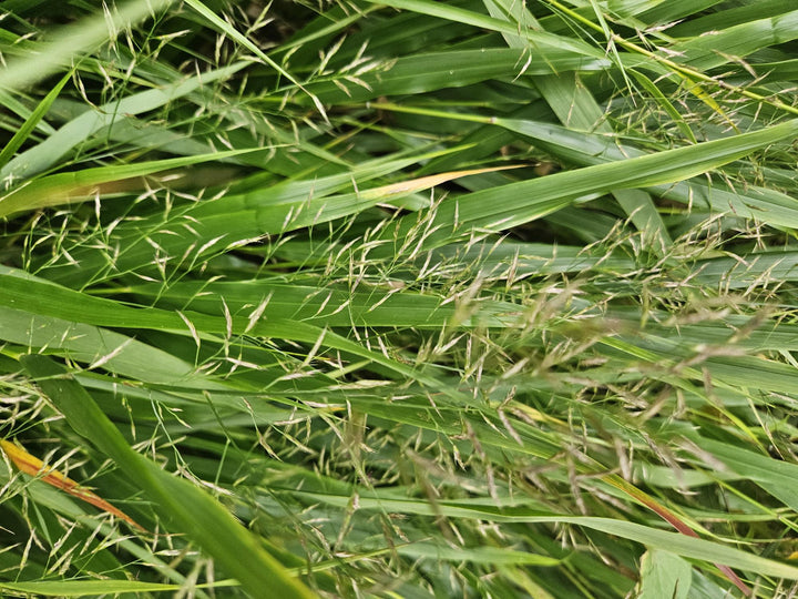 Hakonechloa macra Japanese Forest Grass 20 Pack - 9cm Pots