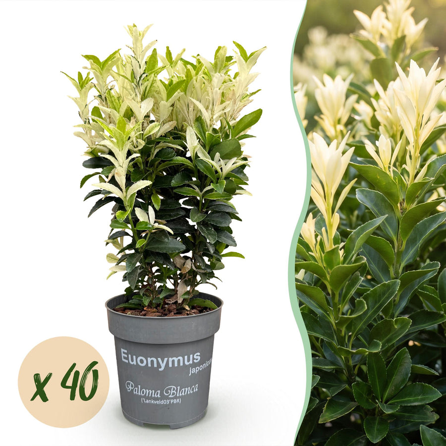 Euonymus japonicus 'Paloma Blanca' with glossy green leaves edged in cream, 40-plant evergreen hedging pack in 9cm pots