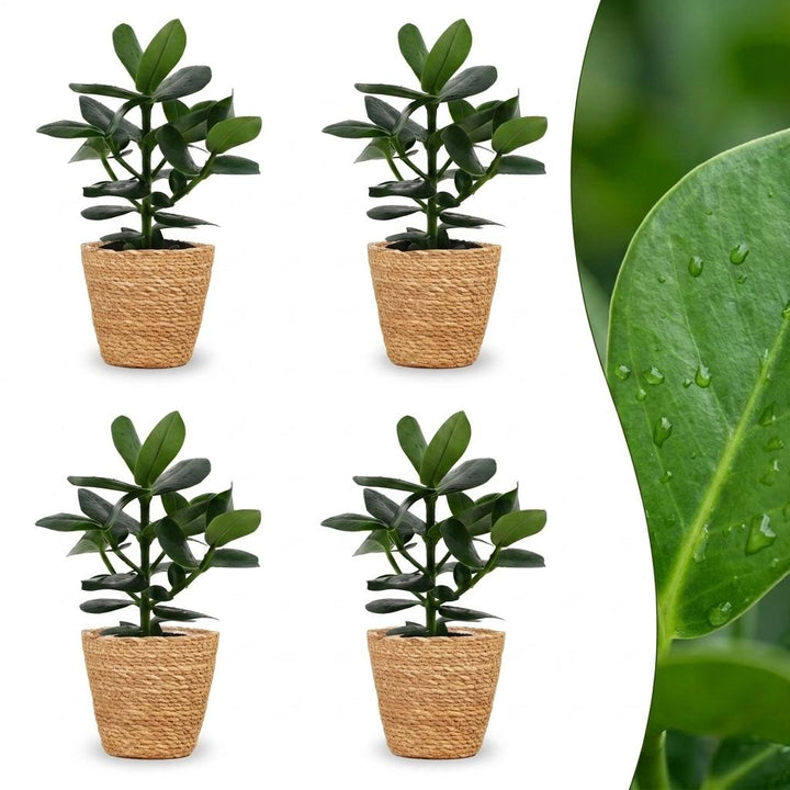 Autograph Tree with thick leathery paddle-shaped leaves in deep glossy green, set of 4 plants in a woven basket, about 40cm tall