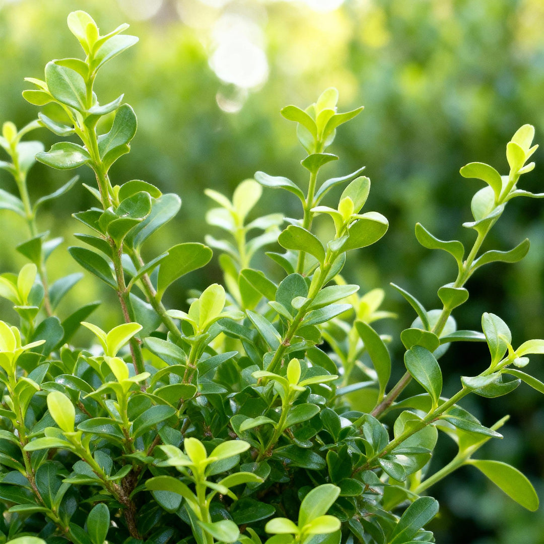 14 BetterBuxus Babylon Beauty box hedging plants in 10.5cm pots - view 4