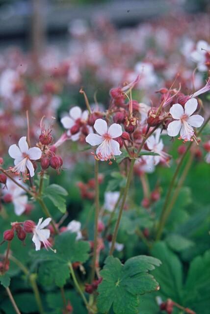 40x Bigroot Geranium 'Spessart' White Flowering Ground Cover 9cm