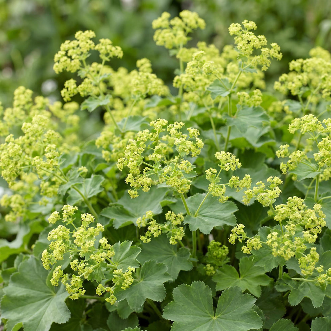 24x Alchemilla mollis Lady's Mantle plants in 11cm pots - view 5