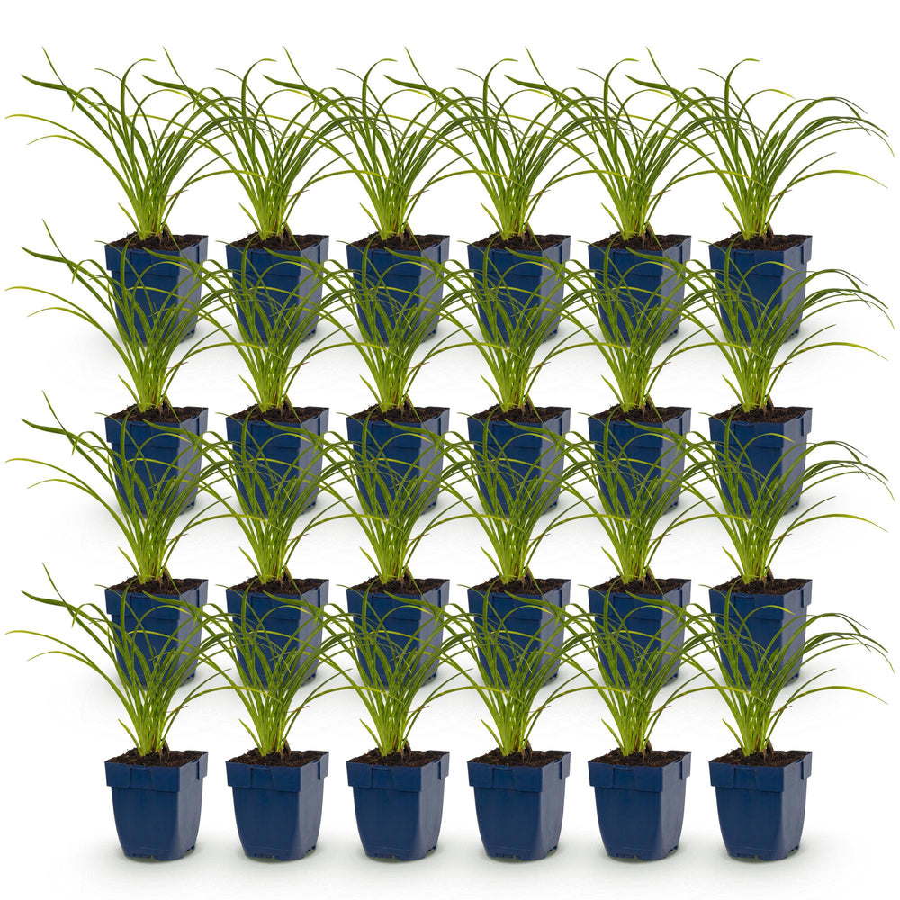 24 Hemerocallis 'Stella de Oro' daylily plants in 11cm pots, 15-25cm tall - view 2