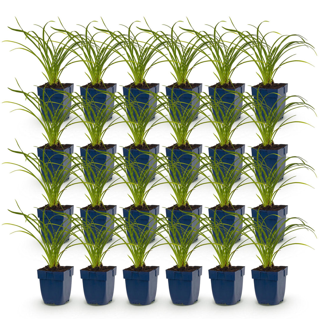 24 Hemerocallis 'Stella de Oro' daylily plants in 11cm pots, 15-25cm tall - view 2