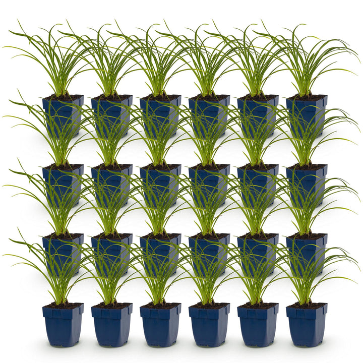 24 Hemerocallis 'Stella de Oro' daylily plants in 11cm pots, 15-25cm tall - view 2
