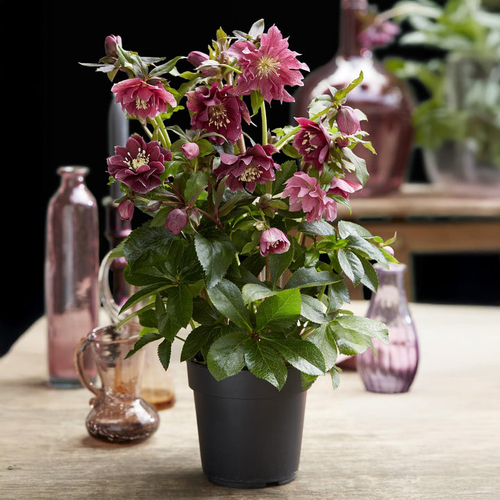 2x Helleborus orientalis 'Double Ellen Red' Lenten Rose in 14cm pots - view 5