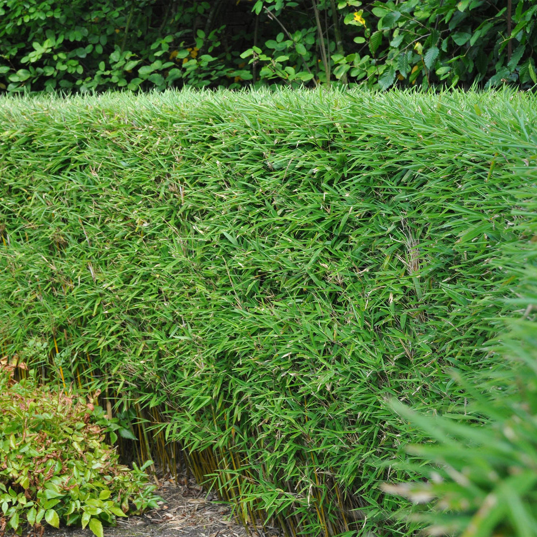 12 Fargesia rufa clumping bamboo plants in 14cm pots - view 5