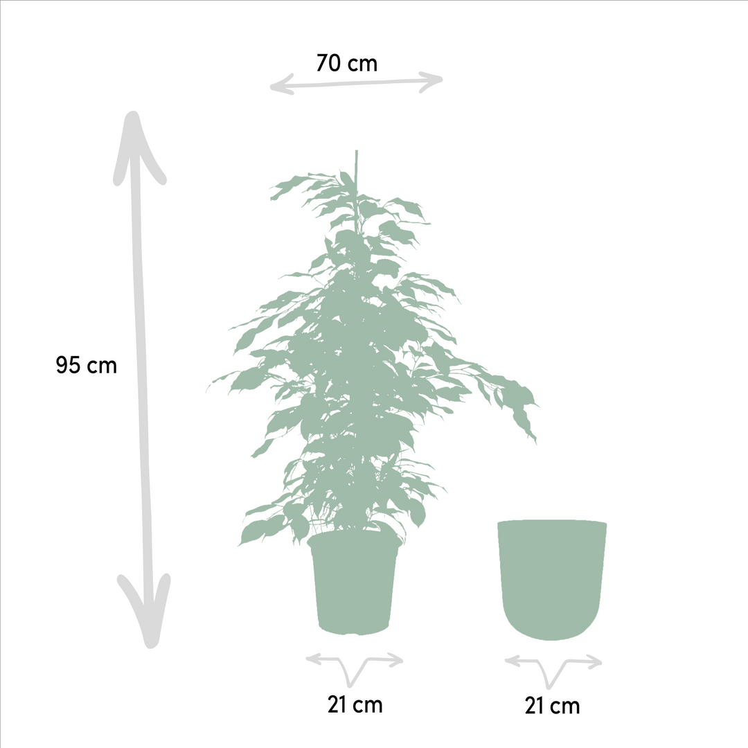 Ficus benjamina Danielle - Ø21cm - ↕95cm + Pot Mayk Gold — healthy root ball and nursery pot ready to ship from Ireland