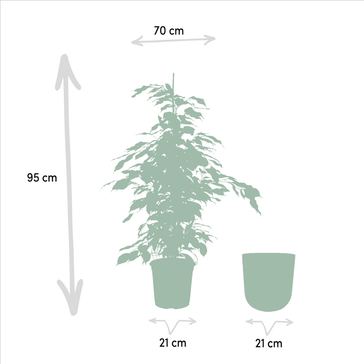 Ficus benjamina Danielle - Ø21cm - ↕95cm + Pot Mayk Gold — healthy root ball and nursery pot ready to ship from Ireland