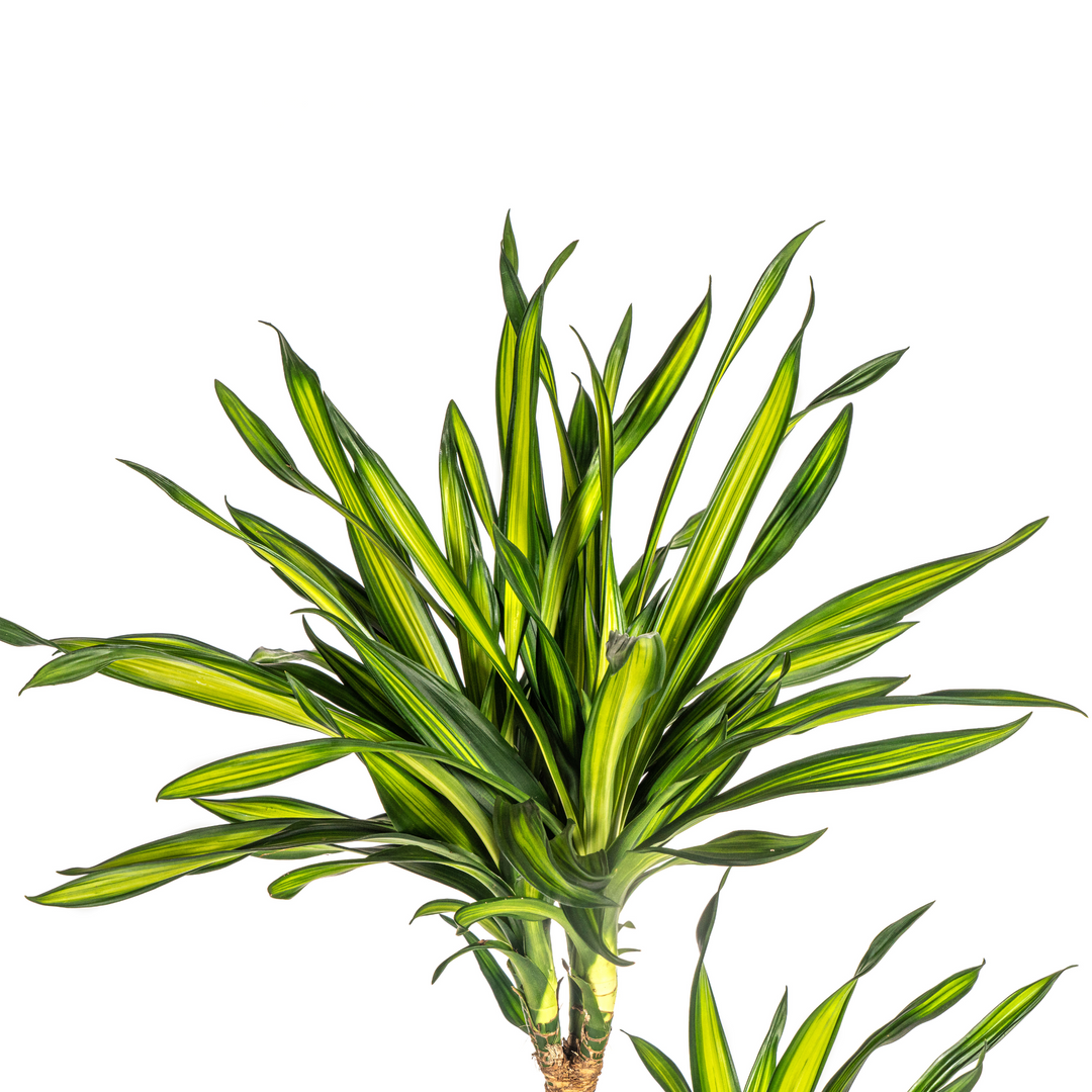 Dracaena Deremensis Rikki 130-150cm — Dragon Tree in 24cm pot, with basket