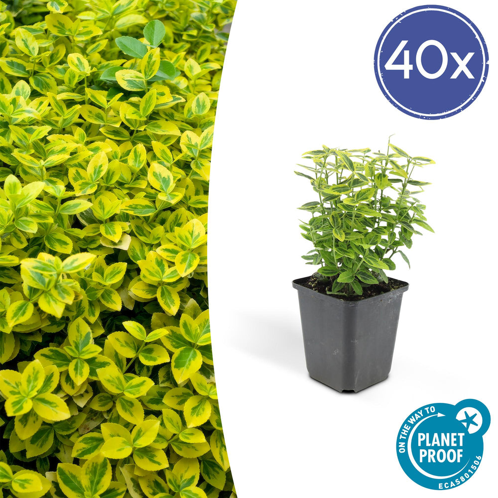 Dense Euonymus Emerald 'n Gold with bright yellow-green variegated leaves in black square pot, shown at 10-25cm height