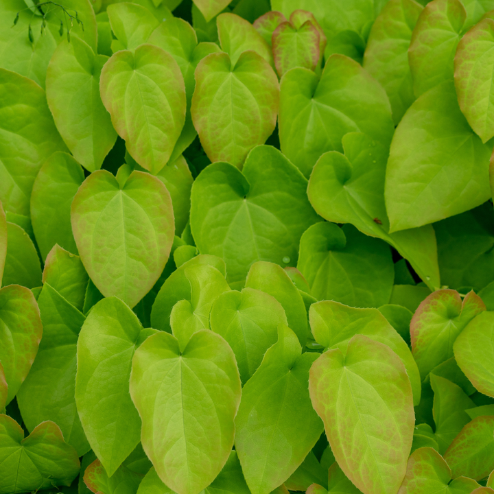 24x Epimedium rubrum - ↕10-25cm - Ø9cm — healthy root ball and nursery pot ready to ship from Ireland