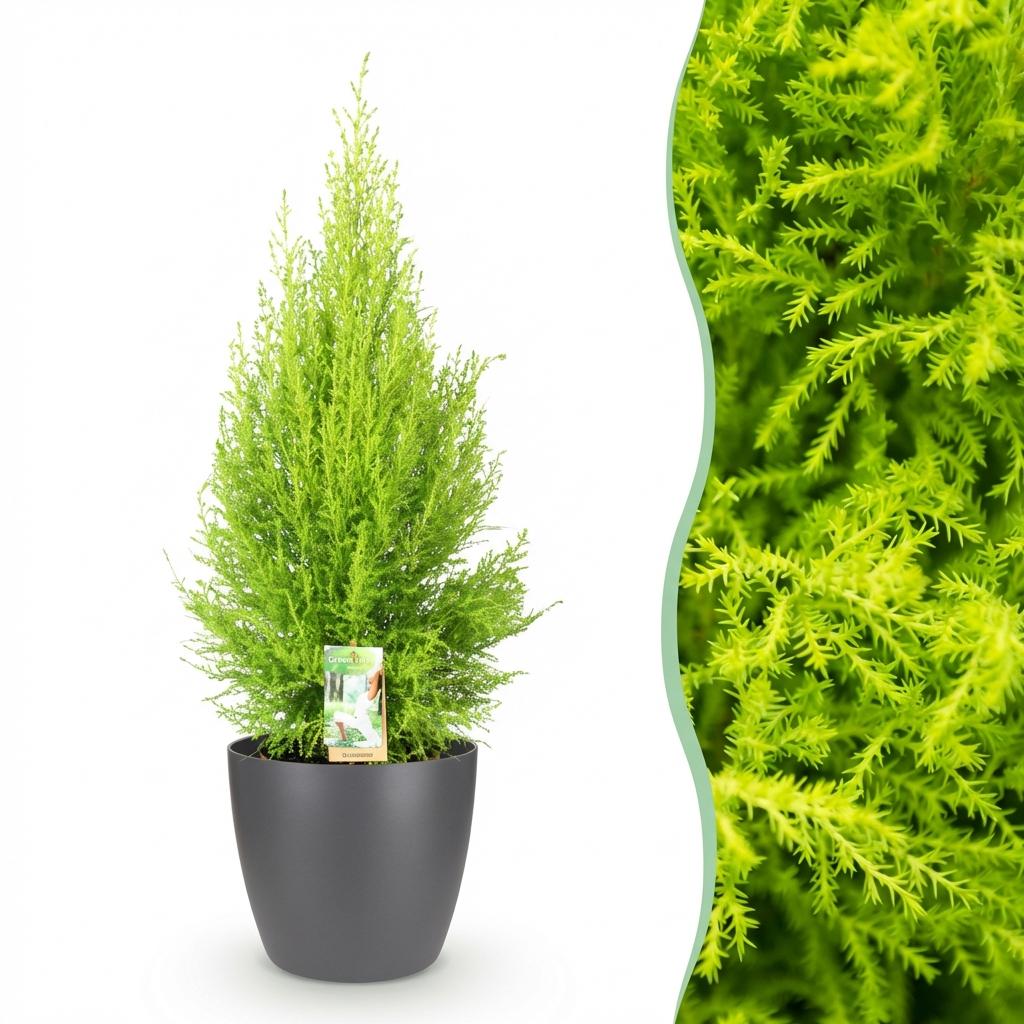 Cupressus 'Goldcrest Wilma' golden lemon-scented conifer, 21cm pot, 85-95cm, supplied with a grey potter