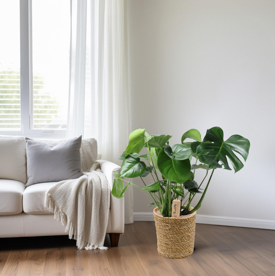 Monstera In Natural Basket - Ø21cm - ↕60cm styled in an Irish home interior