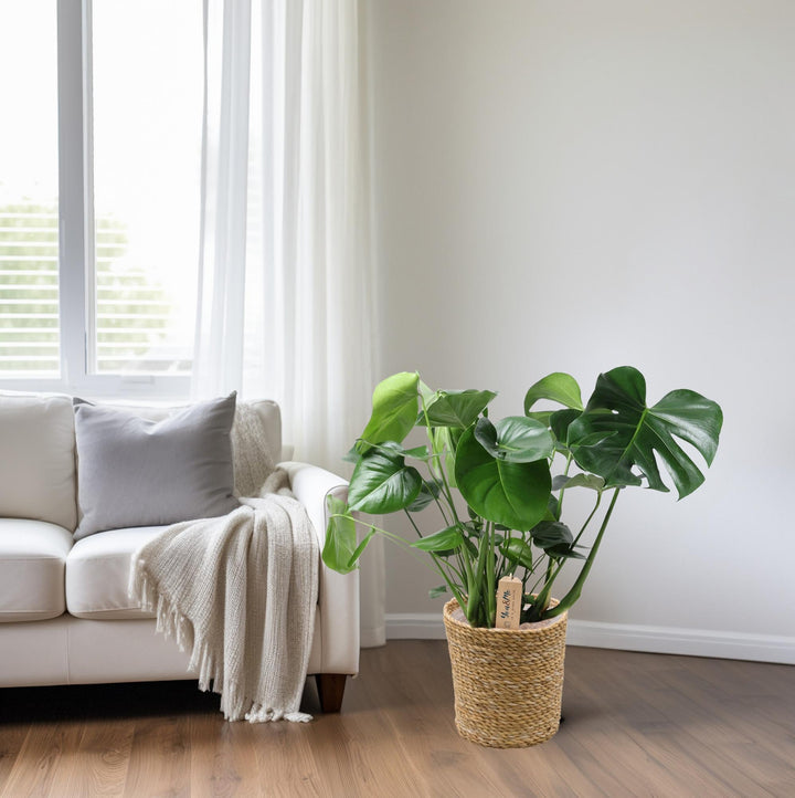 Monstera In Natural Basket - Ø21cm - ↕60cm styled in an Irish home interior