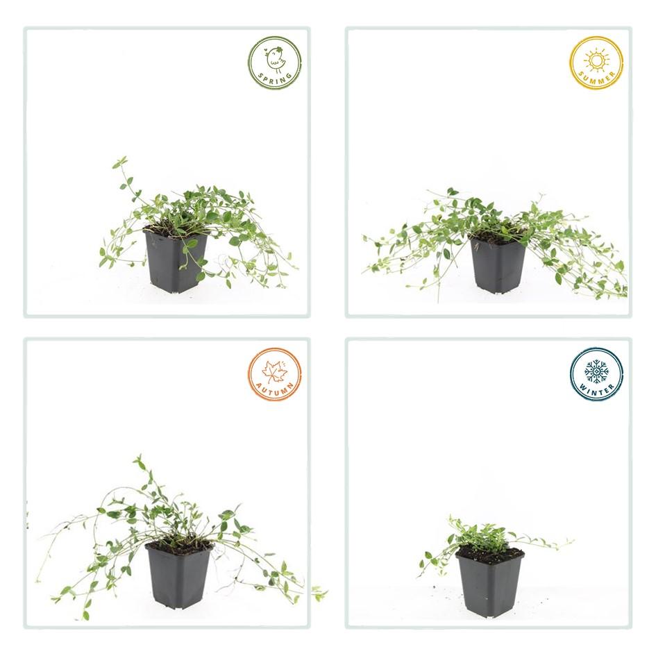 60x Vinca minor 'Gertrude Jekyll' - ↕10-25cm - Ø9cm