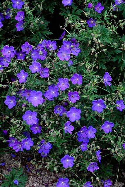 6x Geranium 'Johnson's Blue' - ↕10-25cm - Ø9cm alternative angle showing habit and leaf structure