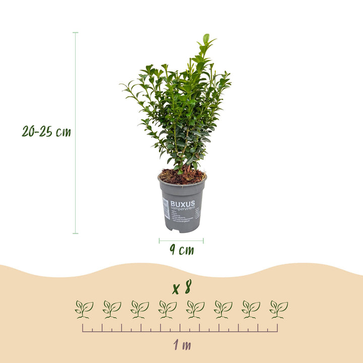 24x Buxus sempervirens boxwood hedging plants in 9cm pots - view 4