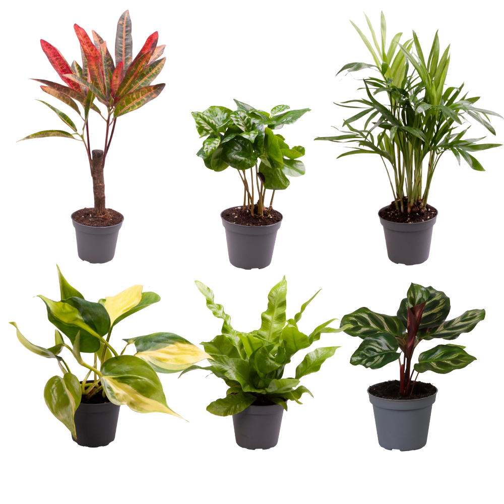 indoor plants ireland Mini Baby Plants Surprise Box — 6 Plants Gift