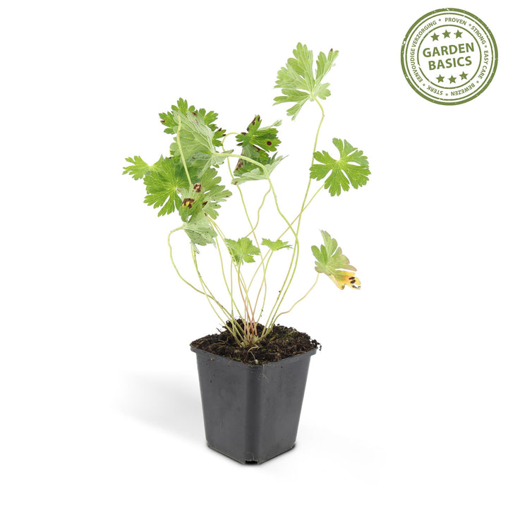 24x Geranium Rozanne Plants - Lilac Hardy Perennial - 10-25cm
