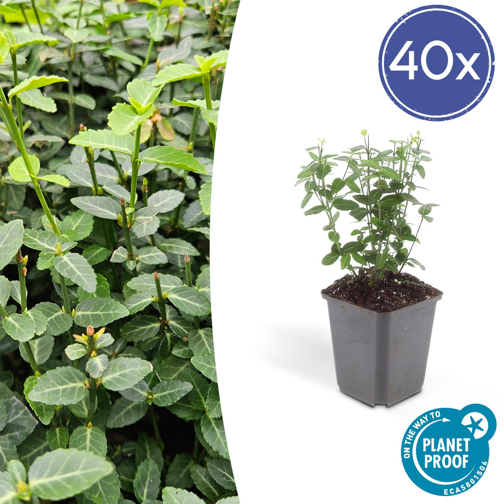 Wintercreeper euonymus with small oval green leaves and pale flower buds on upright stems, in grey plastic pot with soil…