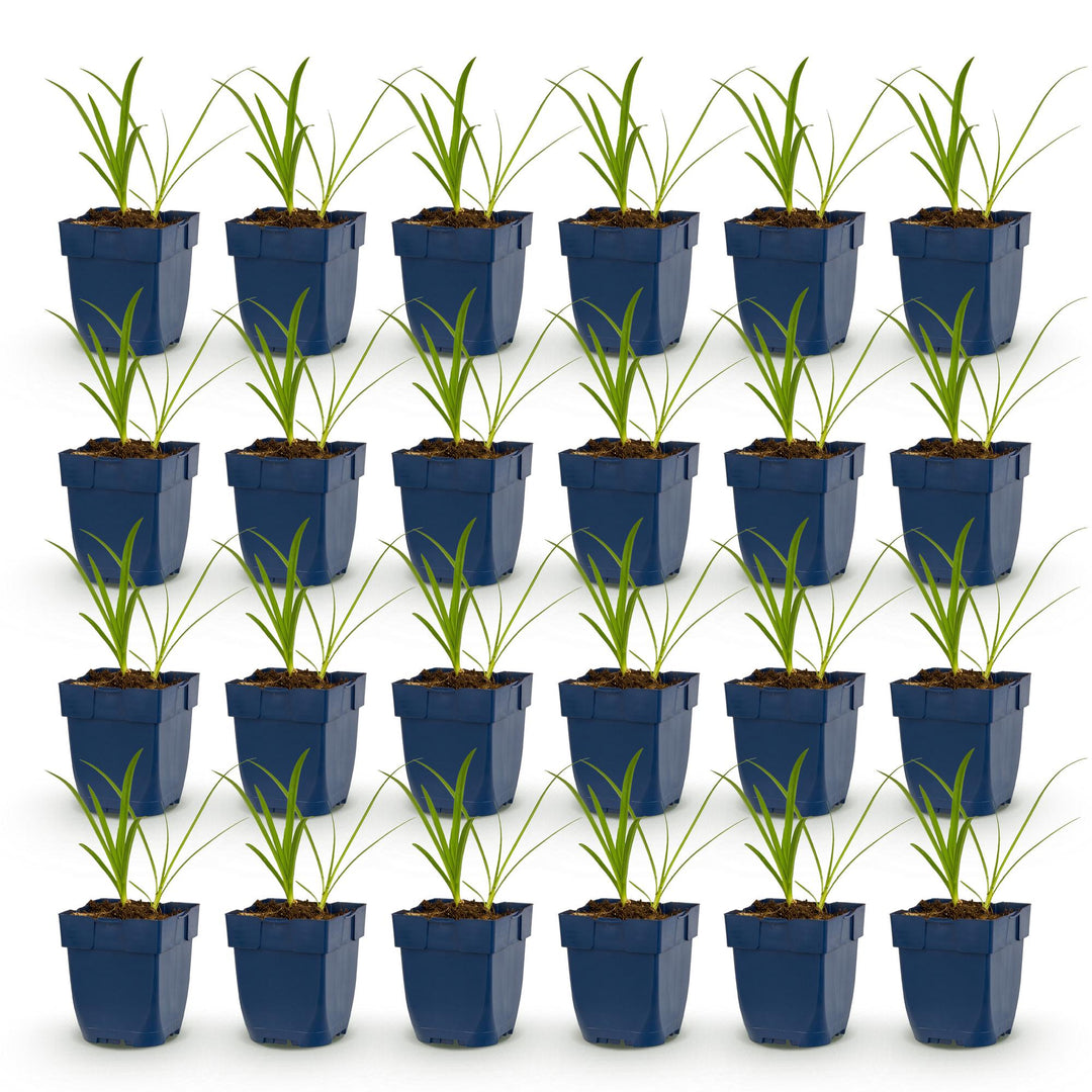 24x Agapanthus africanus 'Albus' African Lily - White - 11cm Pot - 15-25cm