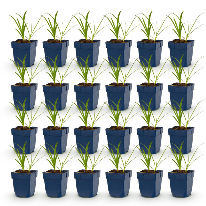 24x Agapanthus africanus 'Albus' African Lily - White - 11cm Pot - 15-25cm