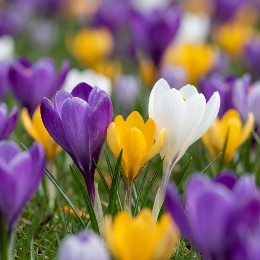 Crocus Mix in flower, mixed goblet flowers in purple, white and gold, 560-bulb pack for Irish gardens