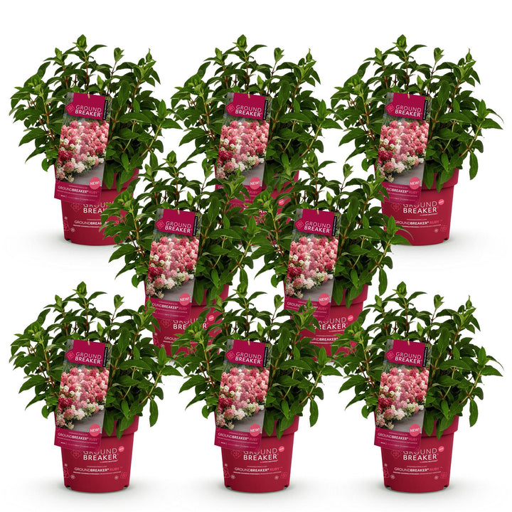 8 Hydrangea paniculata Groundbreaker Ruby plants in 14cm pots - view 2