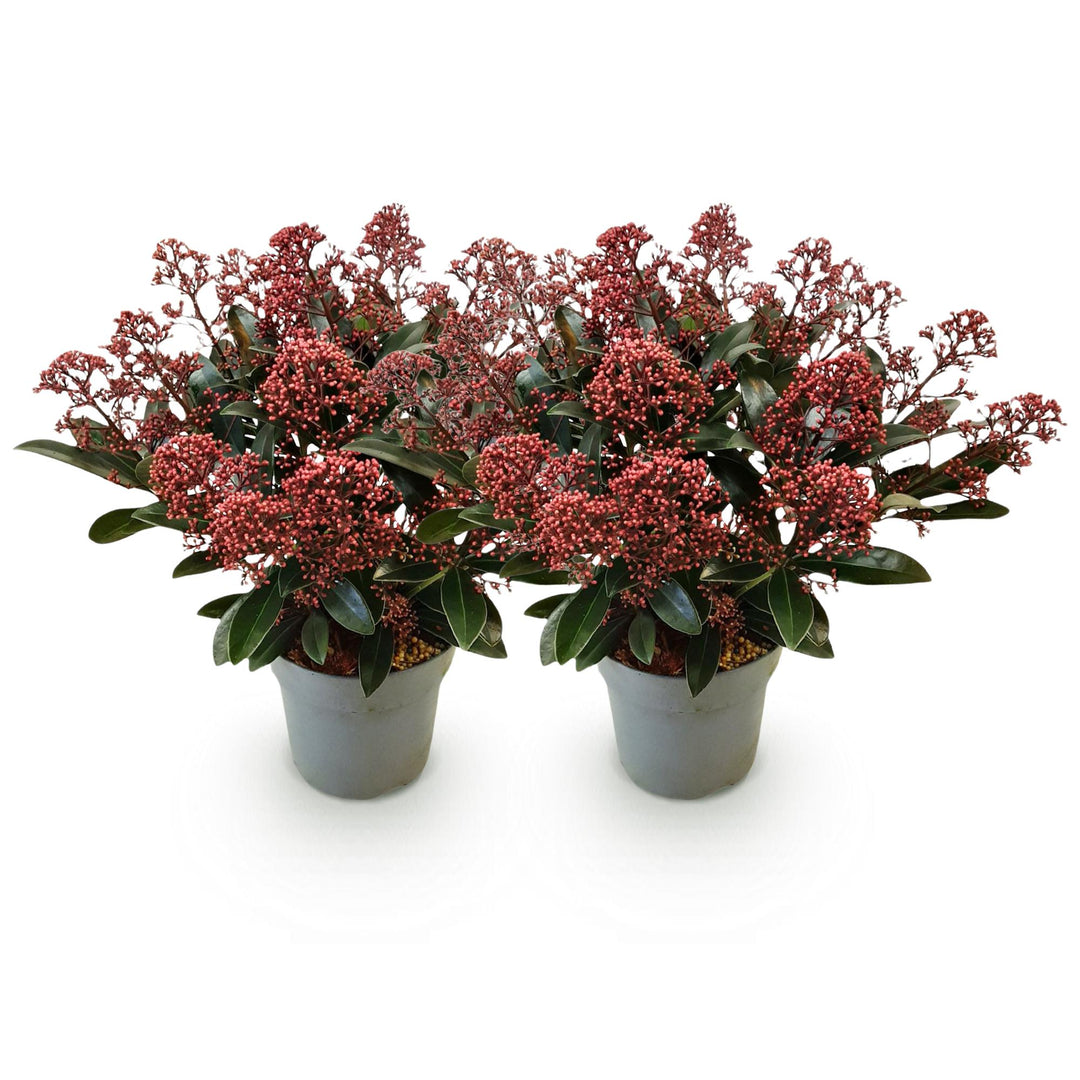 Pack of 2 Skimmia japonica 'Rubella' plants in 15cm pots, 30cm tall - view 2