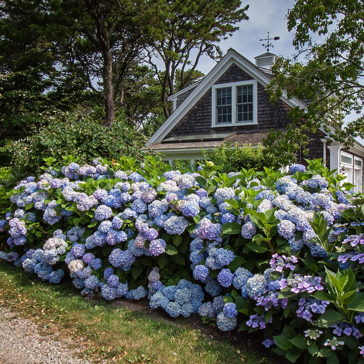 48 Hydrangea macrophylla Endless Summer Original Blue plants in 14cm pots - view 5
