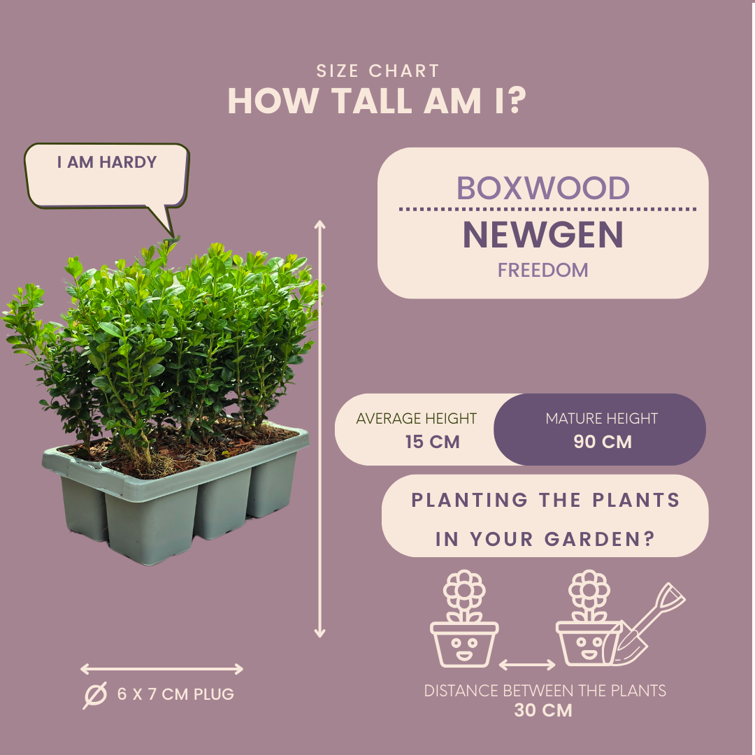 Buxus NewGen Freedom boxwood plants in 7cm pots - view 6
