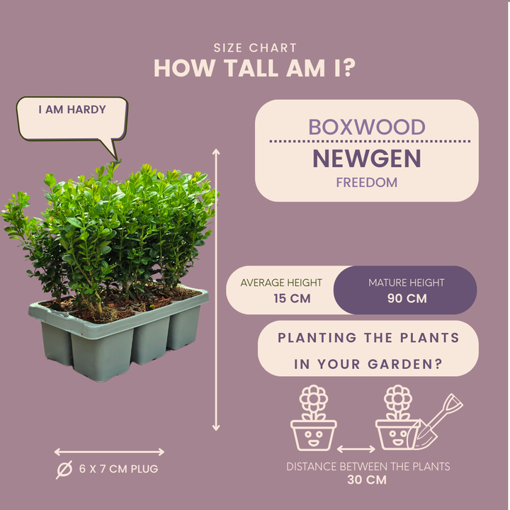Buxus NewGen Freedom boxwood plants in 7cm pots - view 6
