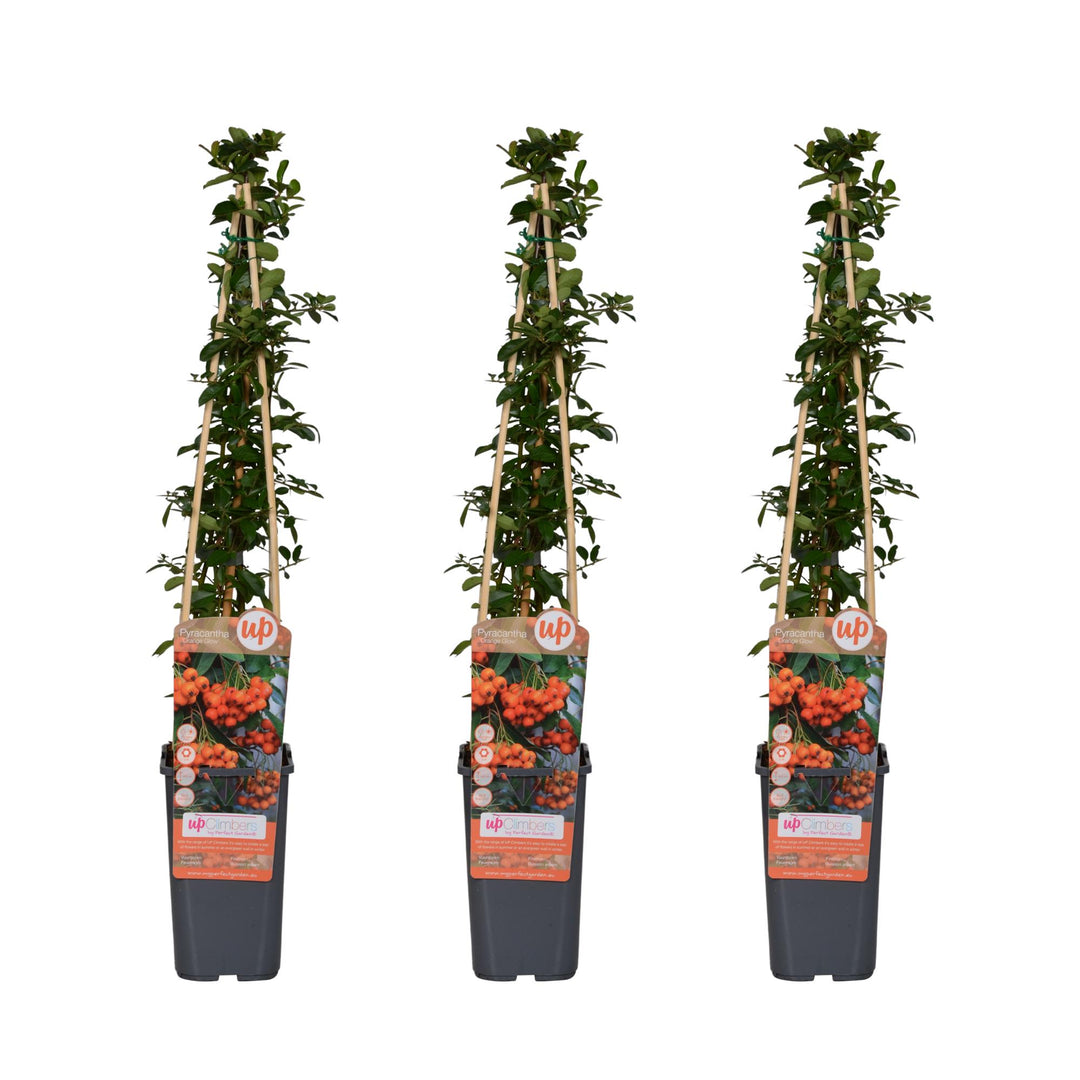 3x Pyracantha Orange Glow - Firethorn - Ø15cm - ↕65cm