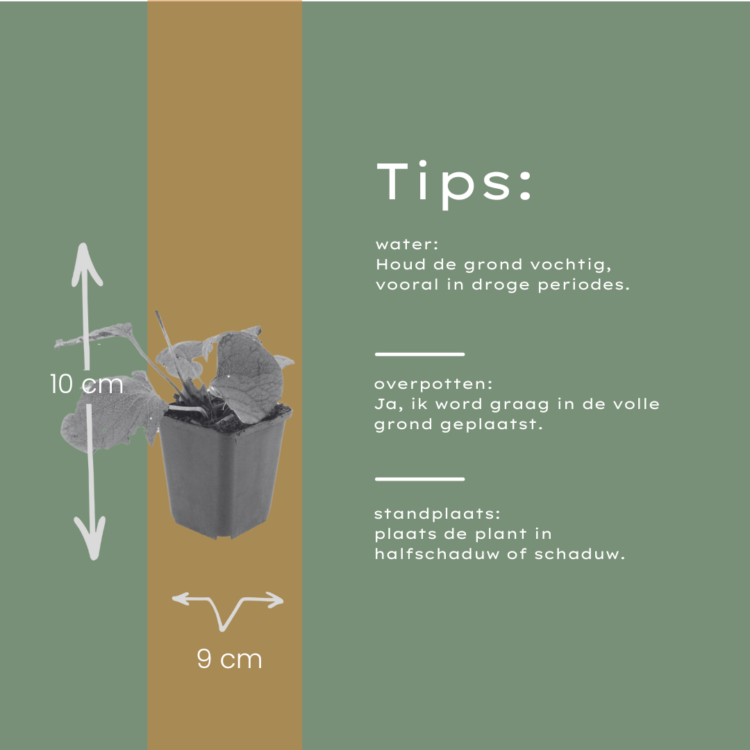 60x Brunnera macrophylla - ↕10-25cm - Ø9cm