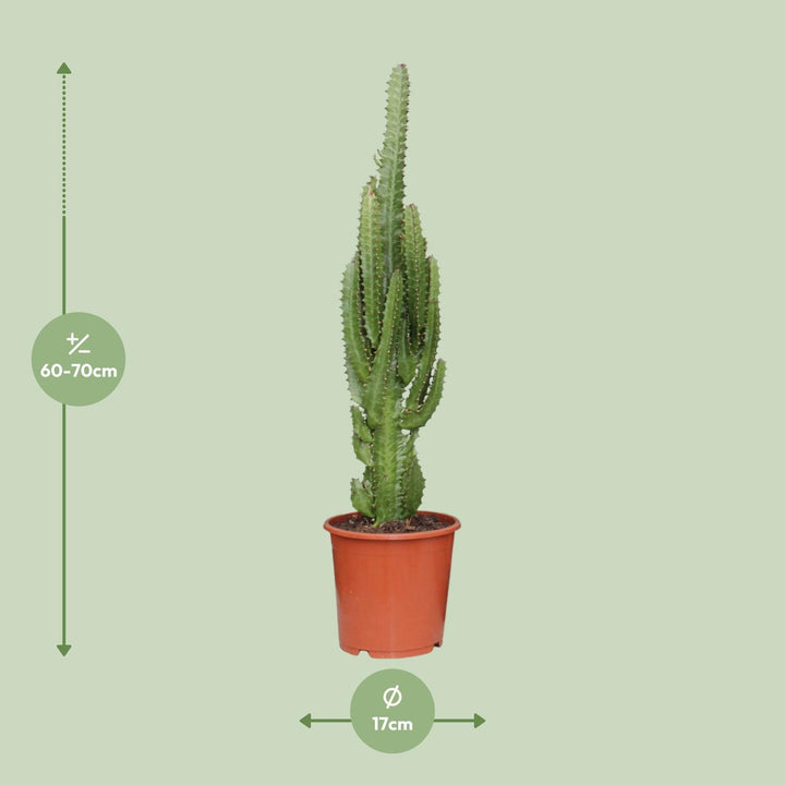 Euphorbia Trigona 70cm — African Milk Tree in 17cm pot