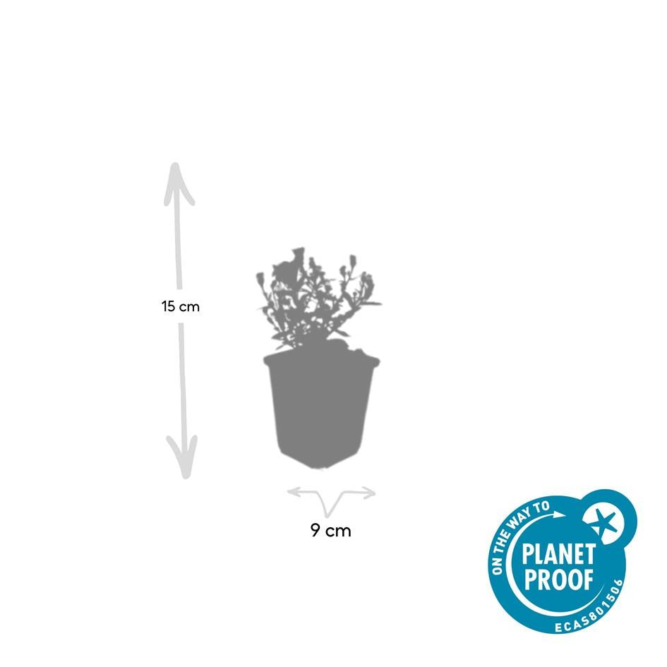 40x Compact Purple Aster 'Prof. Anton Kippenberg' - 9cm Pots