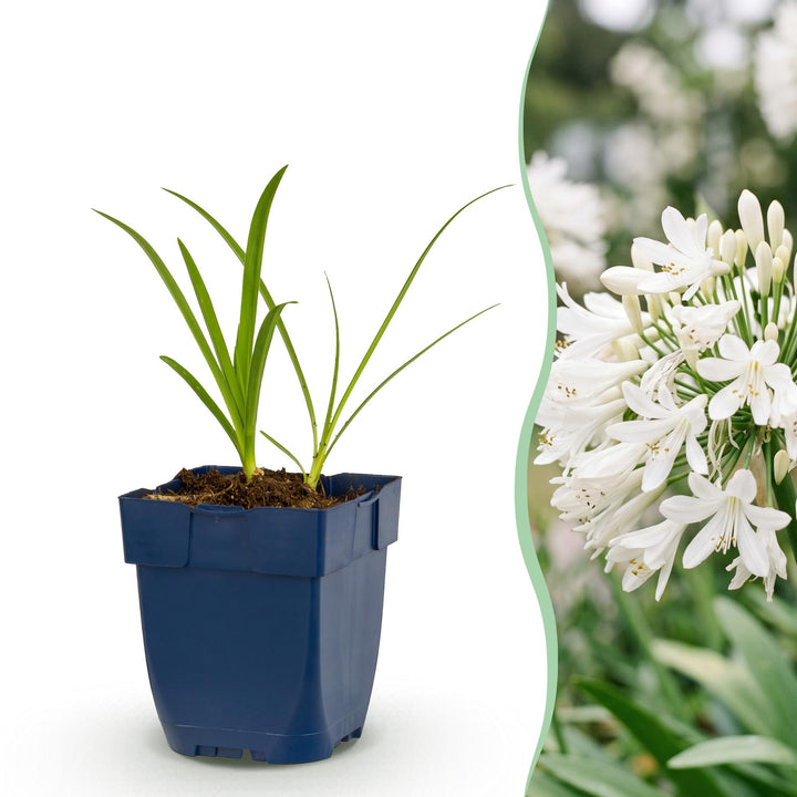Agapanthus Africanus Albus with white flowerheads on tall stems above strappy leaves, 24-plant perennial pack in 11cm pots