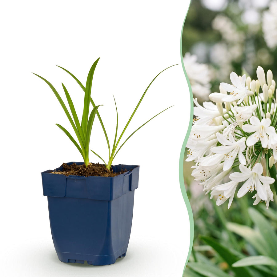 Agapanthus Africanus Albus with white flowerheads on tall stems above strappy leaves, 24-plant perennial pack in 11cm pots